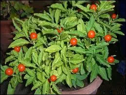 Comment se nomme cet arbuste dcoratif qui supporte mal les tempratures infrieures  5 ?