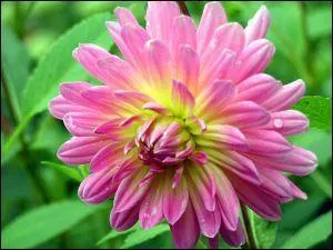 Quelle est cette fleur dont nous profitons de juin  octobre ?