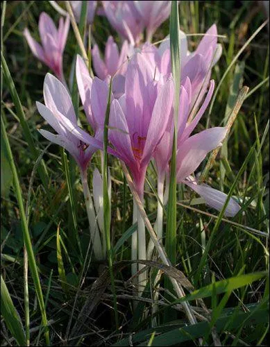 Quelle est cette fleur qui pousse  l'automne ?