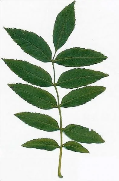 A quel arbre appartiennent ces feuilles ?