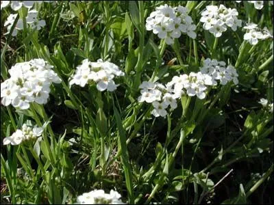 Cette fleur porte le nom d'un meuble :
