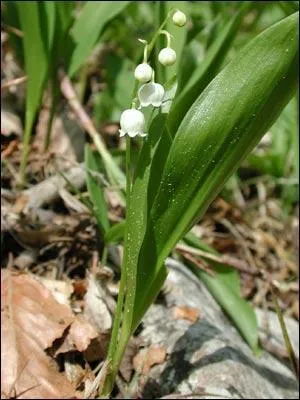Question porte-bonheur : Quel est le nom de cette fleur que vous connaissez ?