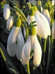 Quelle est cette fleur printanire ?