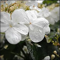 De quel arbuste proviennent ces fleurs ?