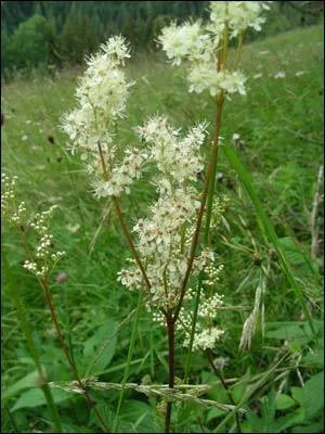 Quelle est cette plante  fleurs blanches ?