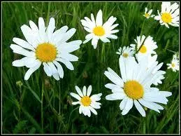 Saurez-vous diffrencier ces deux  grandes classiques  ?