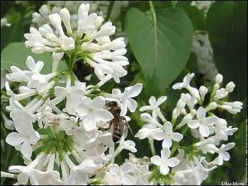 Que reprsente cette image ?