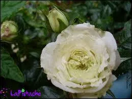 Vous allez reconnatre cette fleur qu'Aragon associe au rsda dans un de ses pomes :