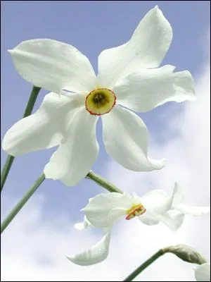 Quelle est cette fleur dont le parfum est ennivrant ?