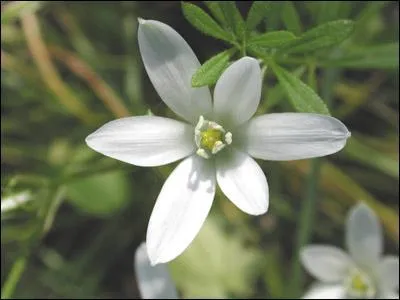 Quelle est cette fleur de printemps ?