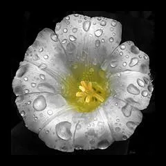 Quel est le nom de cette fleur ?