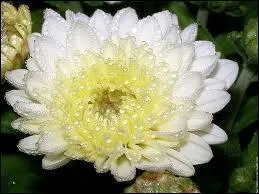 Quelle est celle-ci ?