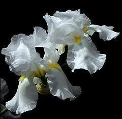 Quelles sont ces fleurs dont certaines espces sont trs recherches en parfumerie ?