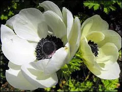 Comment se nomme cette fleur qui nous rappelle une premire dame ?