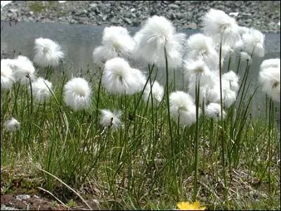 Quelle est cette fleur que l'on trouve souvent dans les tourbires ?