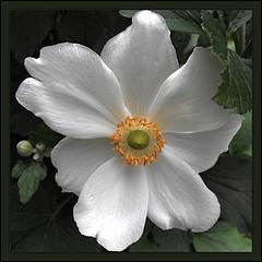 Quiz Fleurs