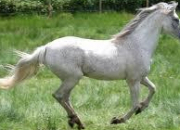 Quiz Le cheval : Galop 1  3