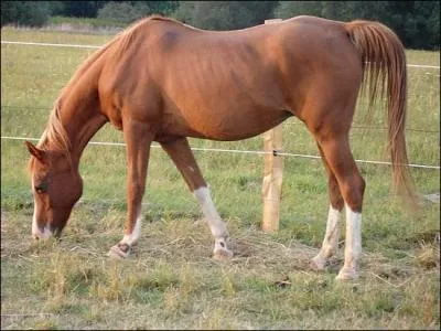 Le cheval est un ruminant.