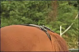 Tous les chevaux ont besoin d'une croupière.