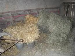 Le cheval ne mange ni foin, ni paille.