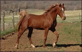 Le pas est une allure basculée