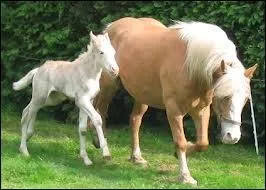 Le cheval et le poney sont des équidés