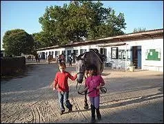 Le filet sert à déplacer le cheval en main.