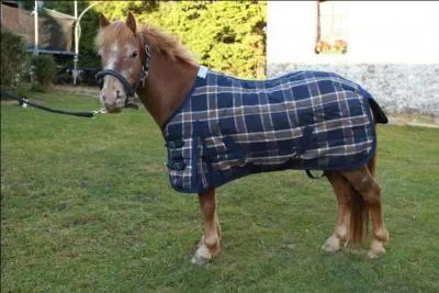 Coment s'appelle ce que porte ce poney ?