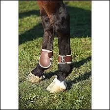 Comment s'appelle ce que ce cheval porte au postérieurs ?