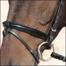 Quel est le nom de cette muserolle ?