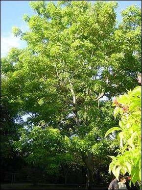Cet arbre que vous voyez en photo se nomme  sterculier fétide ,  arbre à caca  ou encore  olivier putois .