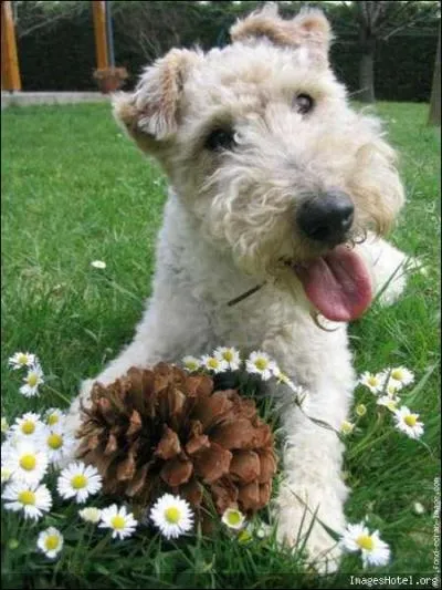 Dans quel livre anglais trs drle trouve-t-on un fox trs turbulent nomm  Montmorency  ?