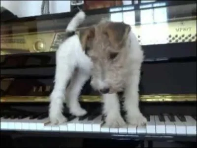 Un musicien clbre a possd et ador un fox femelle, qui rpondait au nom raffin de  Miss Pimperl . Qui ?