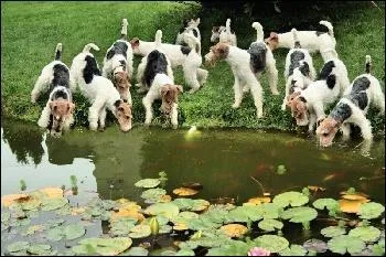 Pour quelle chasse ce chien a-t-il t slectionn ?