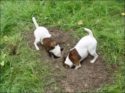Pour cette chasse, on lui demandait trois qualits. Laquelle ne fait pas partie des trois ?