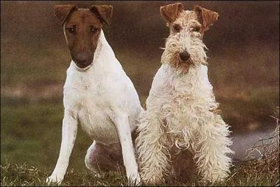 Lequel de ces fox n'existe pas ?