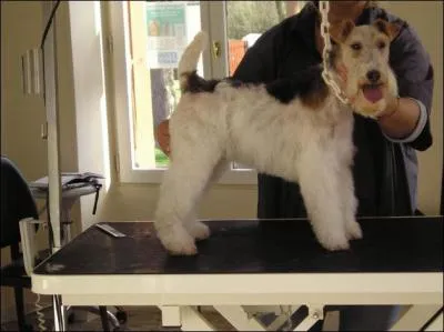 Comment doit-on toiletter le fox ?