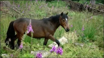 Comment se nomme la race de ce poney ?