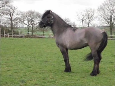 Quelle est la race de ce poney ?