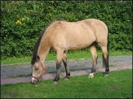 Comment se nomme la race de ce poney ?