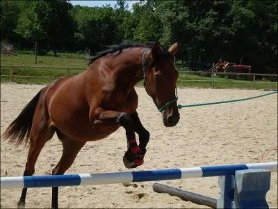 Quelle est la race de ce poney ?