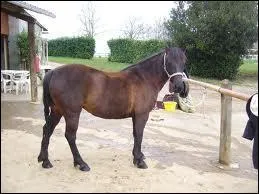 Comment se nomme la race de ce poney ?