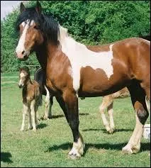 Quelle est la race de ce poney ?