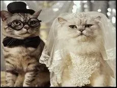 Vive les maris !  On se dira oui,  la vie,  la mort.   est une phrase de la chanson... du chanteur belge Stromae :