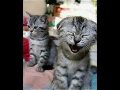 Il a l'air de bien rigoler ! Comme le dit la clbre expression, est-ce possible de mourir de rire ?