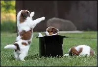 Comme par magie !  Harry Potter et les Reliques de la mort  est le dernier tome de la srie  Harry Potter , crite par :