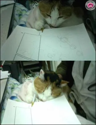  Chat  dessine bien !  Un Homme meurt lorsque son souvenir tombe dans l'oubli !   est une citation que l'on retrouve dans le manga :