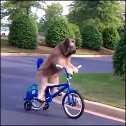 C'est qu'il est rapide, nom d'un chien ! Des chercheurs australiens affirment que la Mort  se dplace   la vitesse d'environ :