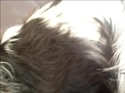 Comment sont leurs poils ?