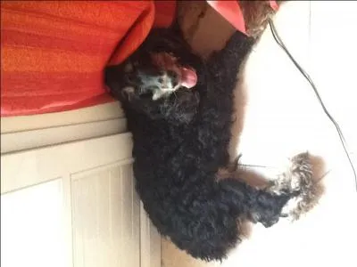 Quelle est la couleur de cette chienne ?